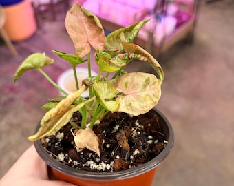 Extremely Rare syngonium pink rolli UPshining Houseplant Shop Schenectady NY
