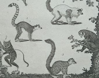 LEMURS - Original Antique Copper Plate Engraving circa 1790