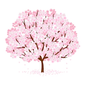 May include: A pink cherry blossom tree with a brown trunk and branches. The tree is in full bloom and the flowers are falling to the ground.