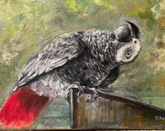 Parrot African Grey Red-Tailed Parrot Wall Art Original Oil Painting 11 x 14 in