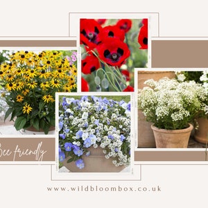 May include: Four potted plants with flowers in bloom. The plants are in terracotta pots and are arranged in a collage. The flowers are red, yellow, white, and blue. The text "Bee friendly" is at the bottom of the image. The text "www.wildbloombox.co.uk" is at the bottom of the image.