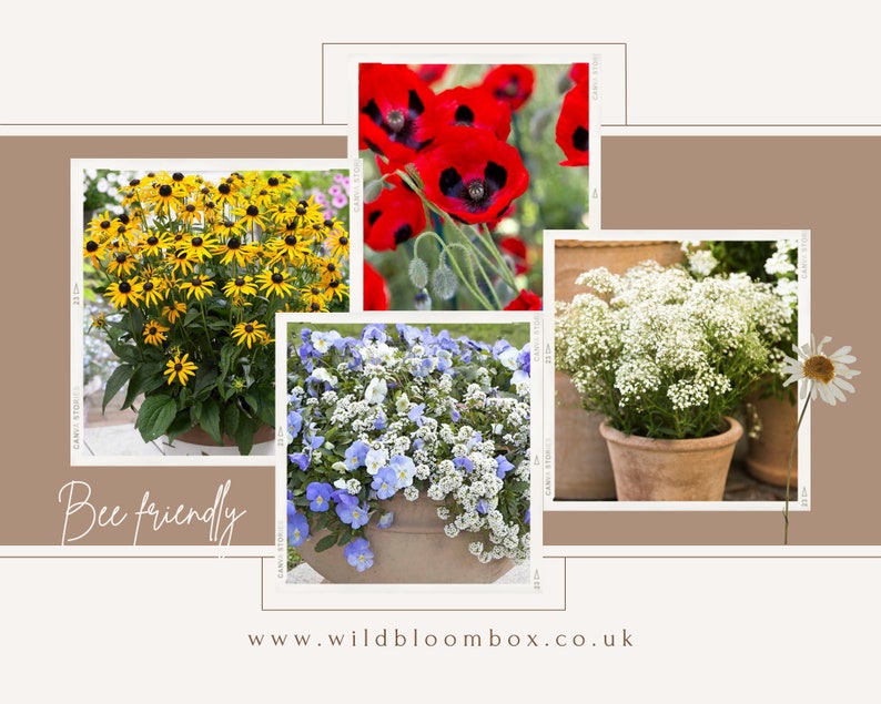 May include: Four potted plants with flowers in bloom. The plants are in terracotta pots and are arranged in a collage. The flowers are red, yellow, white, and blue. The text "Bee friendly" is at the bottom of the image. The text "www.wildbloombox.co.uk" is at the bottom of the image.