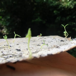 May include: Close-up of a white, textured surface with several small green seedlings growing from it. The seedlings are at various stages of growth, with some just emerging from the soil and others taller and more developed.