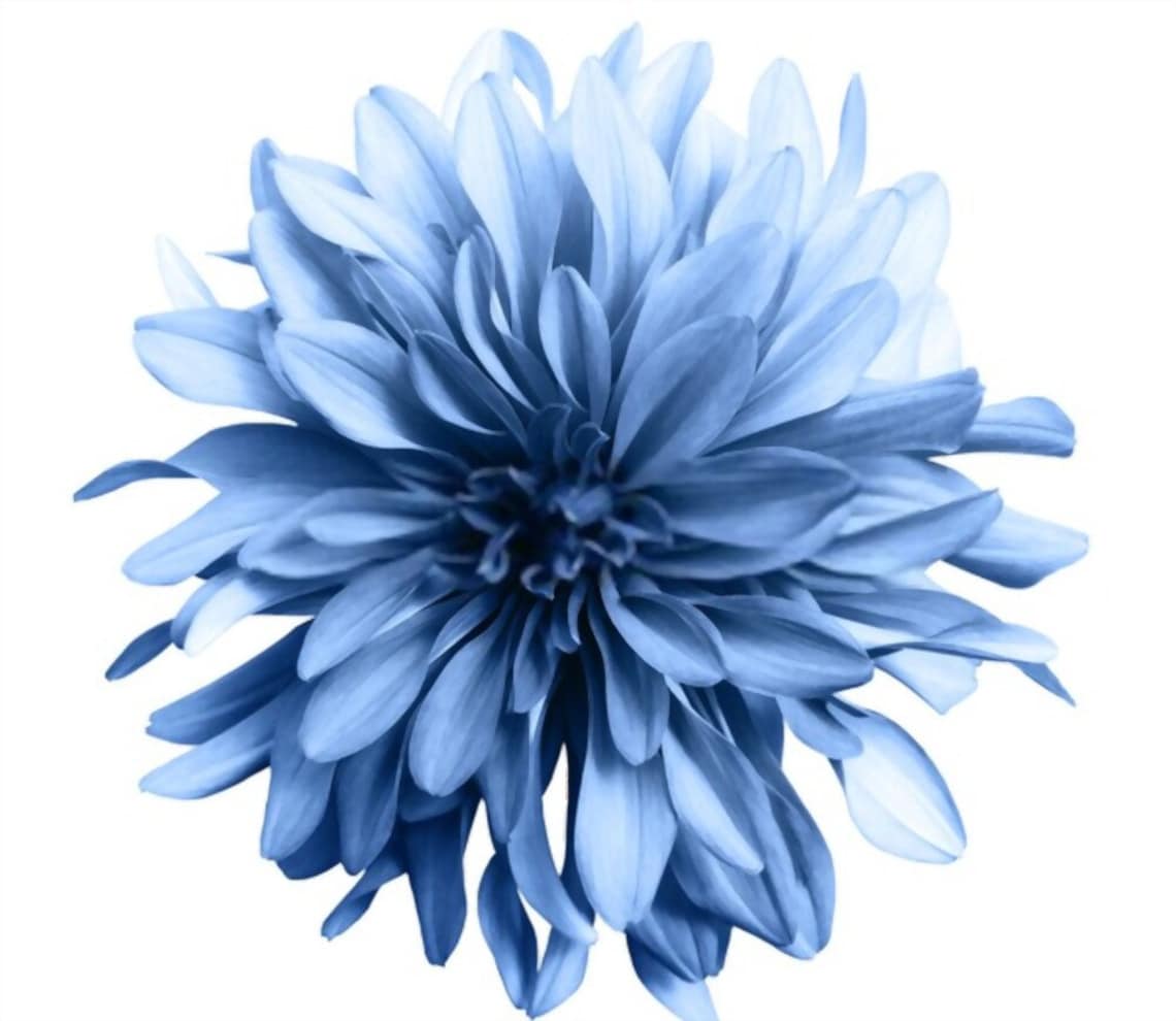 Light blue flower on a white background isolated with clipping Etsy