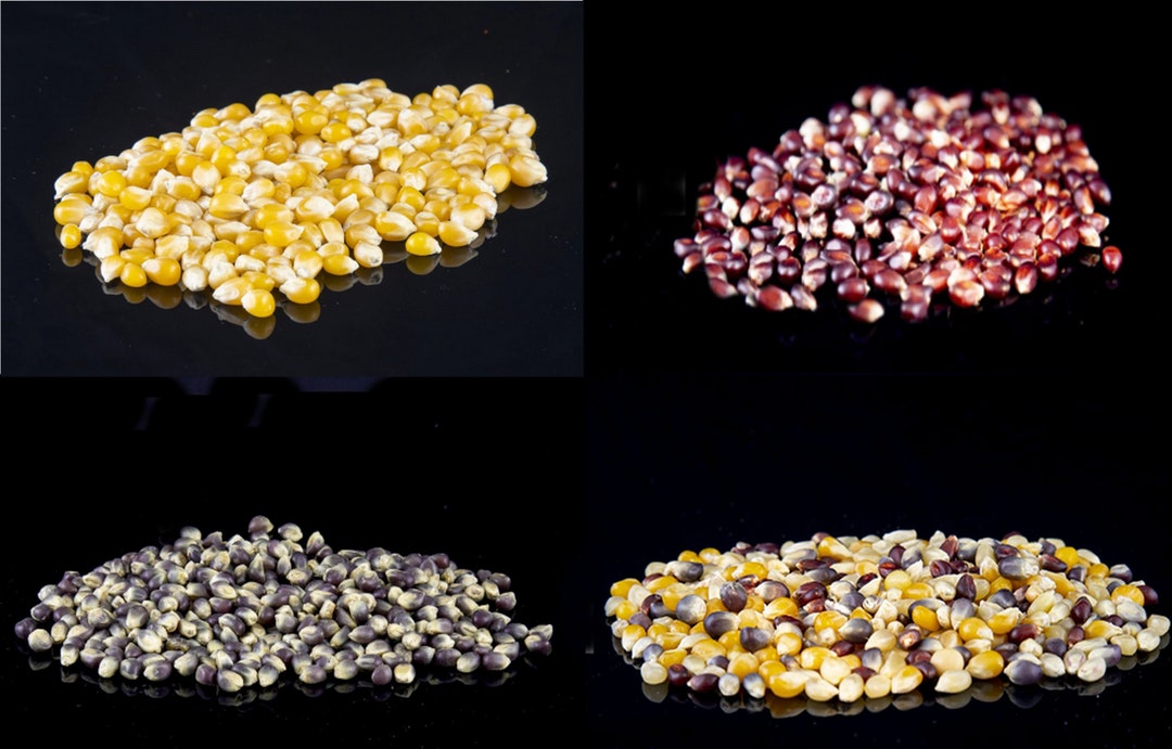Premium Popcorn Sampler Bulk Whole Grain Popcorn Kernels Etsy