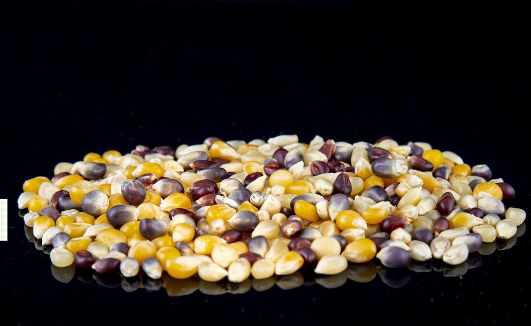 Premium Popcorn Kernels Bulk Popcorn All Natural Whole Food Etsy