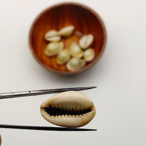 Cowrie Shell Charms-17*24mm-Cowry Shells Craft Shells White Seashells-DIY Cowry Jewelry Charm-Small Lot Of Cowrie Shell-Mother&#39;s Day Gift
