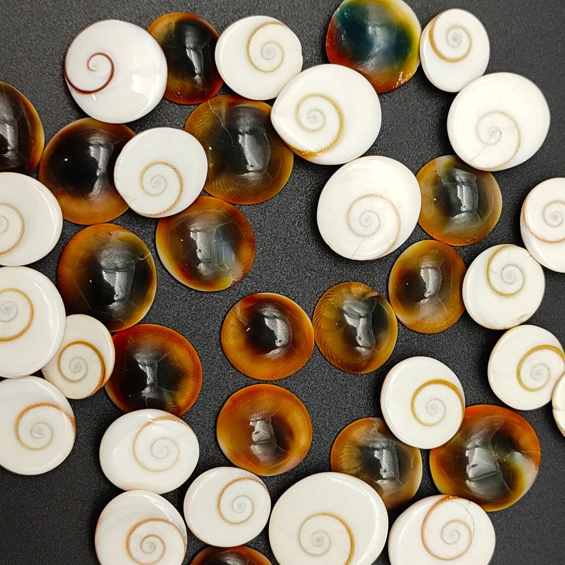 Natural Shiva Eye Shell Gemstone Cabochon, Loose Gemstone for Jewelry