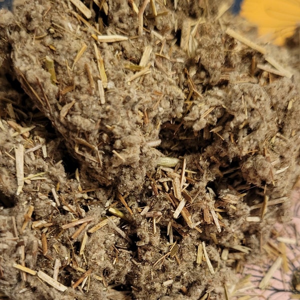 IMPHEPHO / Helichrysum odoratissimum /  Ancestor connection herb