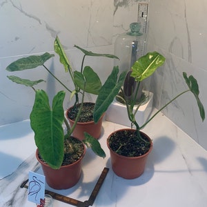 Philodendron Paraiso Verde
