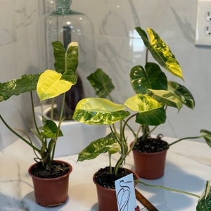 Philodendron Burle Marx Variegata