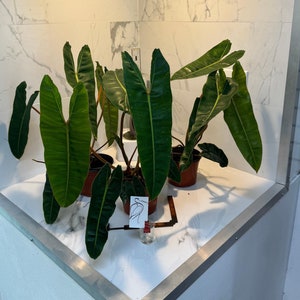 Philodendron Billietiae