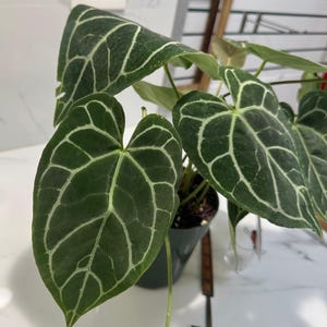 Anthurium Crystallinum #10