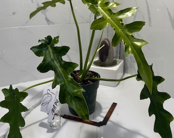 spray for indoor plants with insects Houseplant Pest Spray  Perfect Plantista