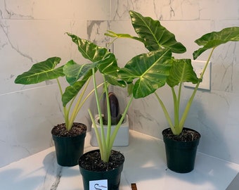 Alocasia macrorrhiza 'lutea'