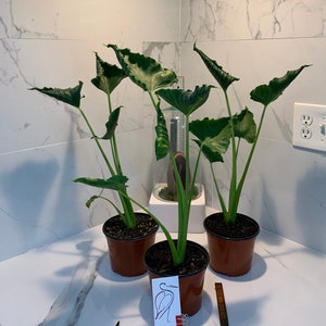 Alocasia Triangularis
