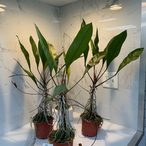 Anthurium gracile — Arácea tropical de hojas delgadas / Cigüeña de hoja