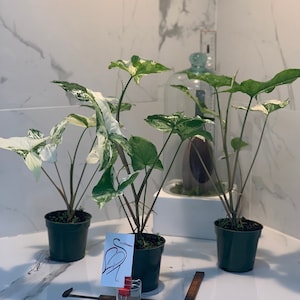 Syngonium albo-variegatum