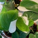 see more listings in the Philodendron section