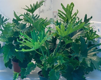 Philodendron Selloum 'Hope'