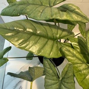 Alocasia heterophylla ‘Corazón’ — Rara arácea tropical azul metálico / cigüeña de hoja