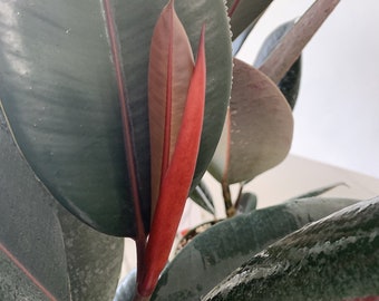 Ficus elastica "Burgundy Rubber Tree"