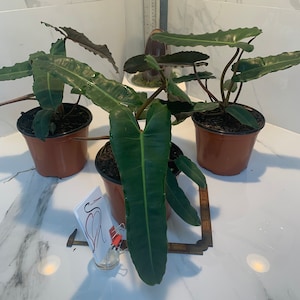Philodendron Black Billietiae