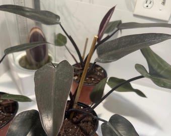 Philodendron Bloody Mary Cuttings & Rooted Exotic Indoor Plant - Etsy