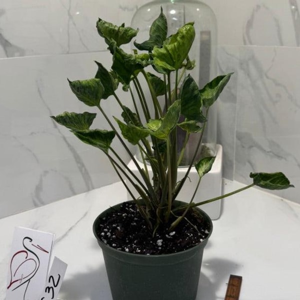 Syngonium Godzilla #C32 - Rare Textured Syngonium | Leaf Stork