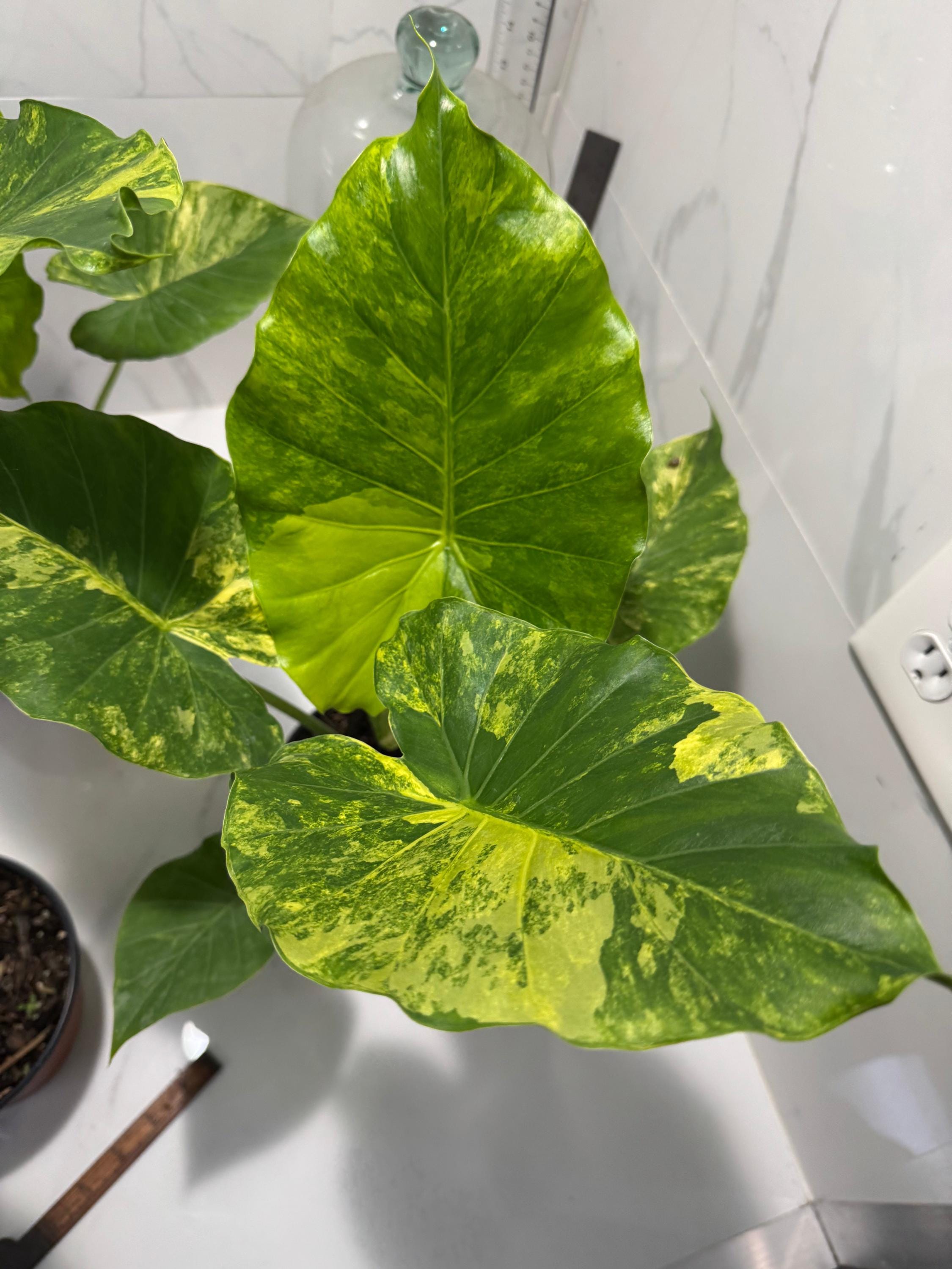 専用Prabu, exsotika var, salaca aurea,noid Scindapsus Pictus 'Apolaki' Variegated (wk21-A) – Rare Plant Fairy