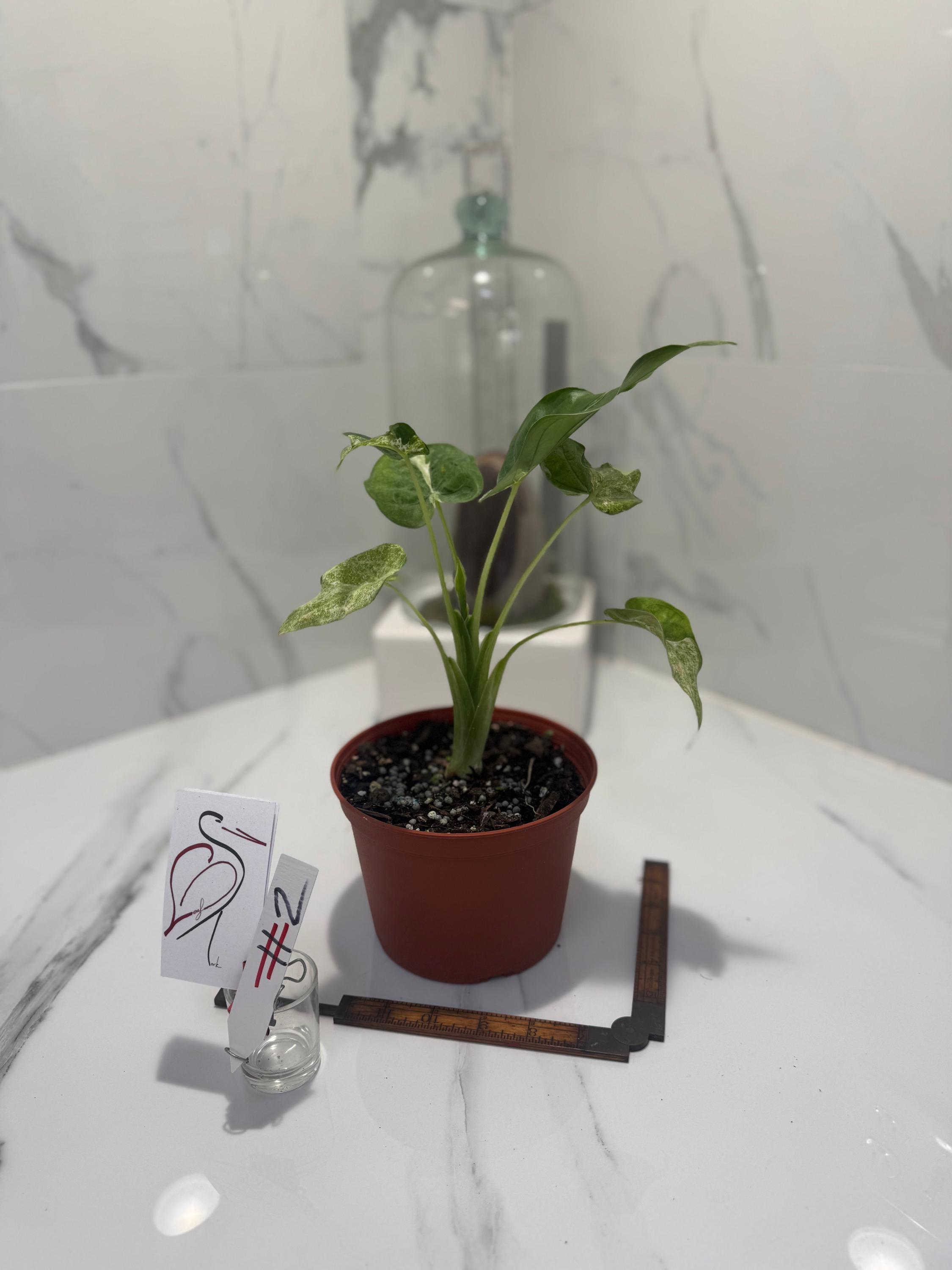 Variegated Cucullata Alocasia - Etsy