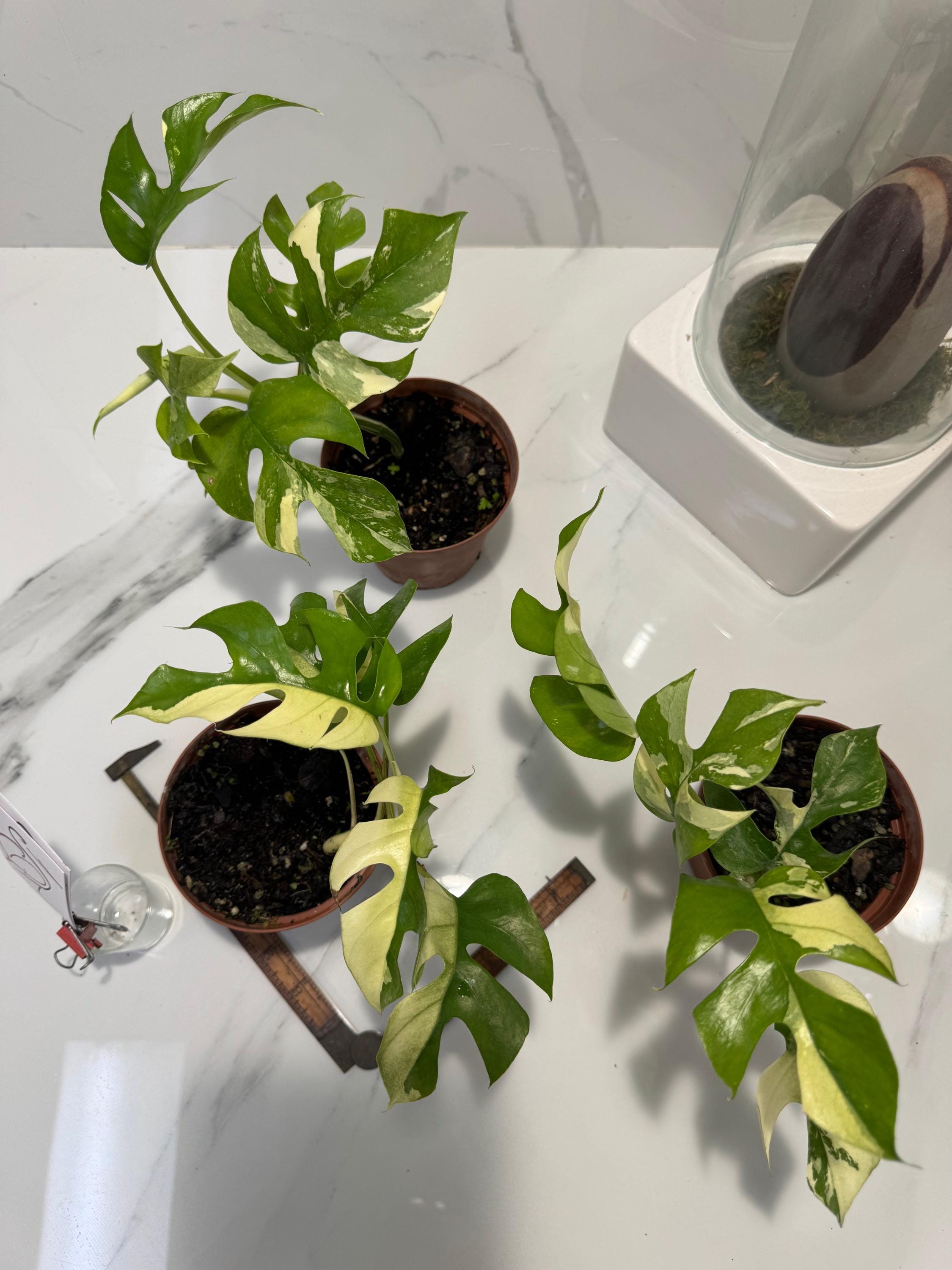 plants that look like peace lily Variegated Peace Lily