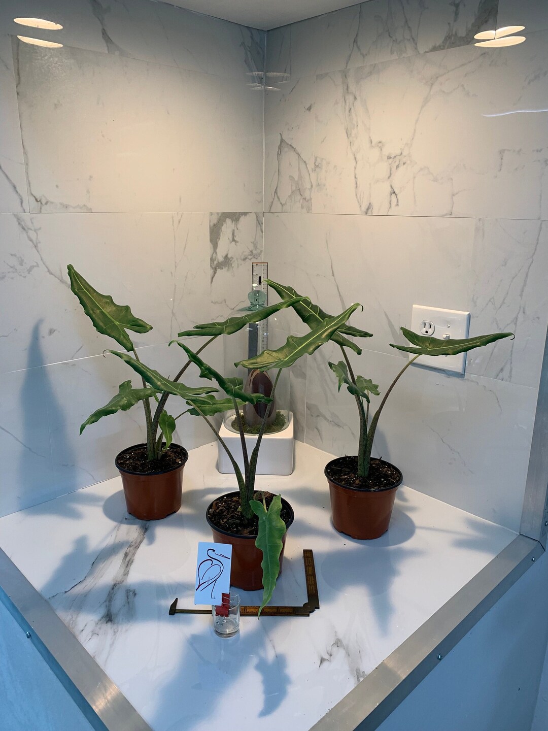 Alocasia Sarian - Etsy