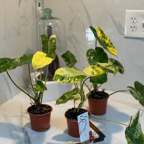Philodendron Burle Marx Variegated — Grower’s Choice Collector Aroid | Leaf Stork