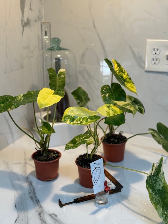 philodendron bosco 6' philodendron