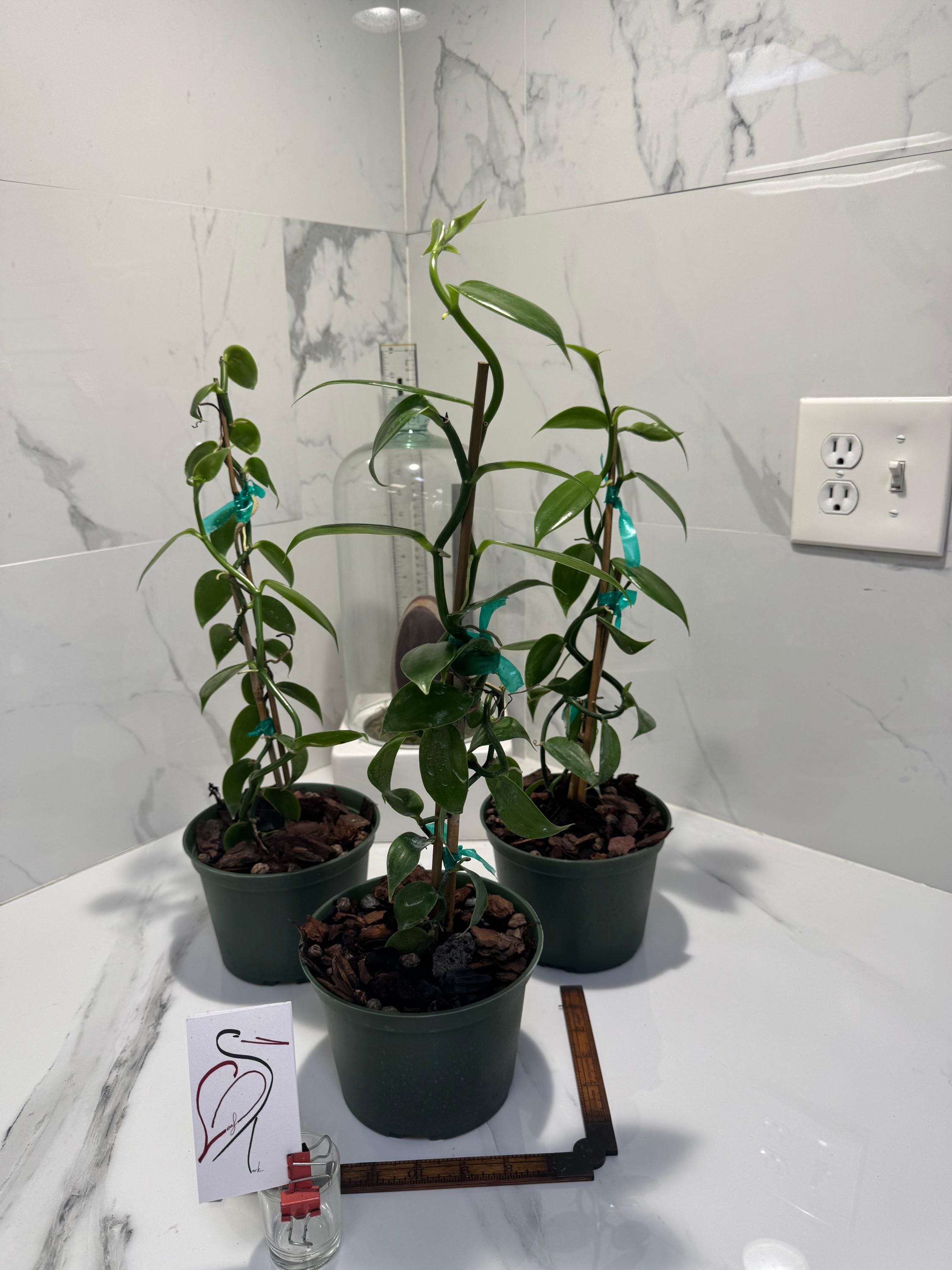 indoor plants umbrella tree Variegated Dwarf Umbrella Tree: Schefflera - 10" Pot