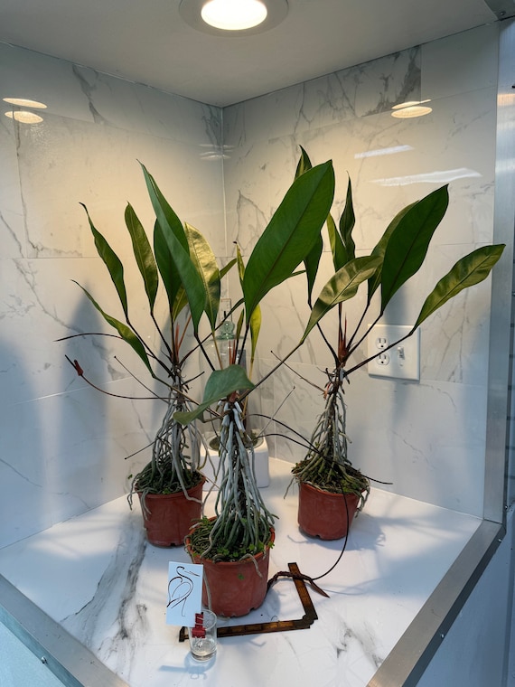 mammy croton plant care Codiaeum 'Mammi' main image 1