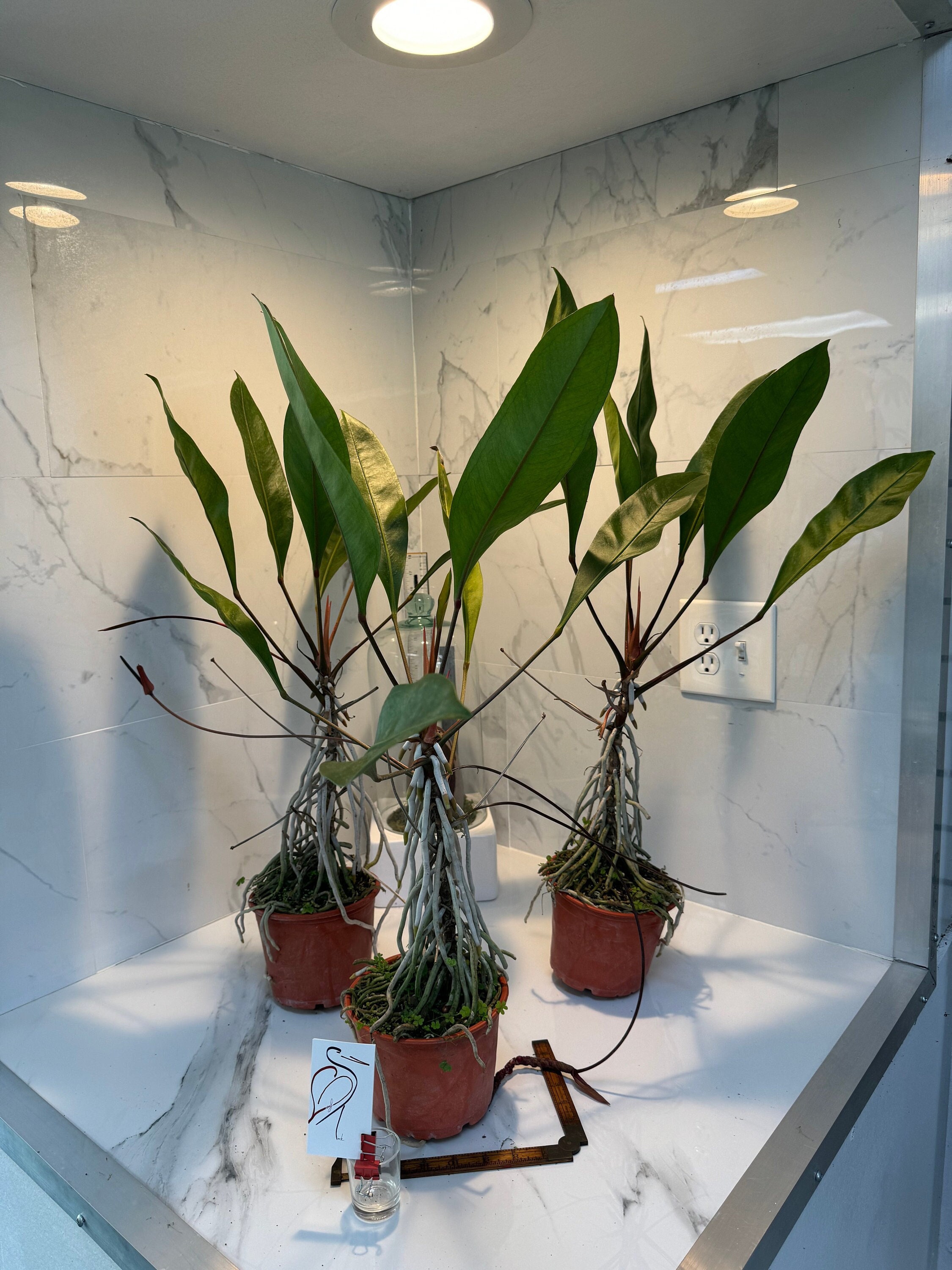 Anthurium Gracile  Slender-leaved Tropical Aroid | Leaf Stork - Etsy