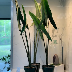 Alocasia Tigrina Superba