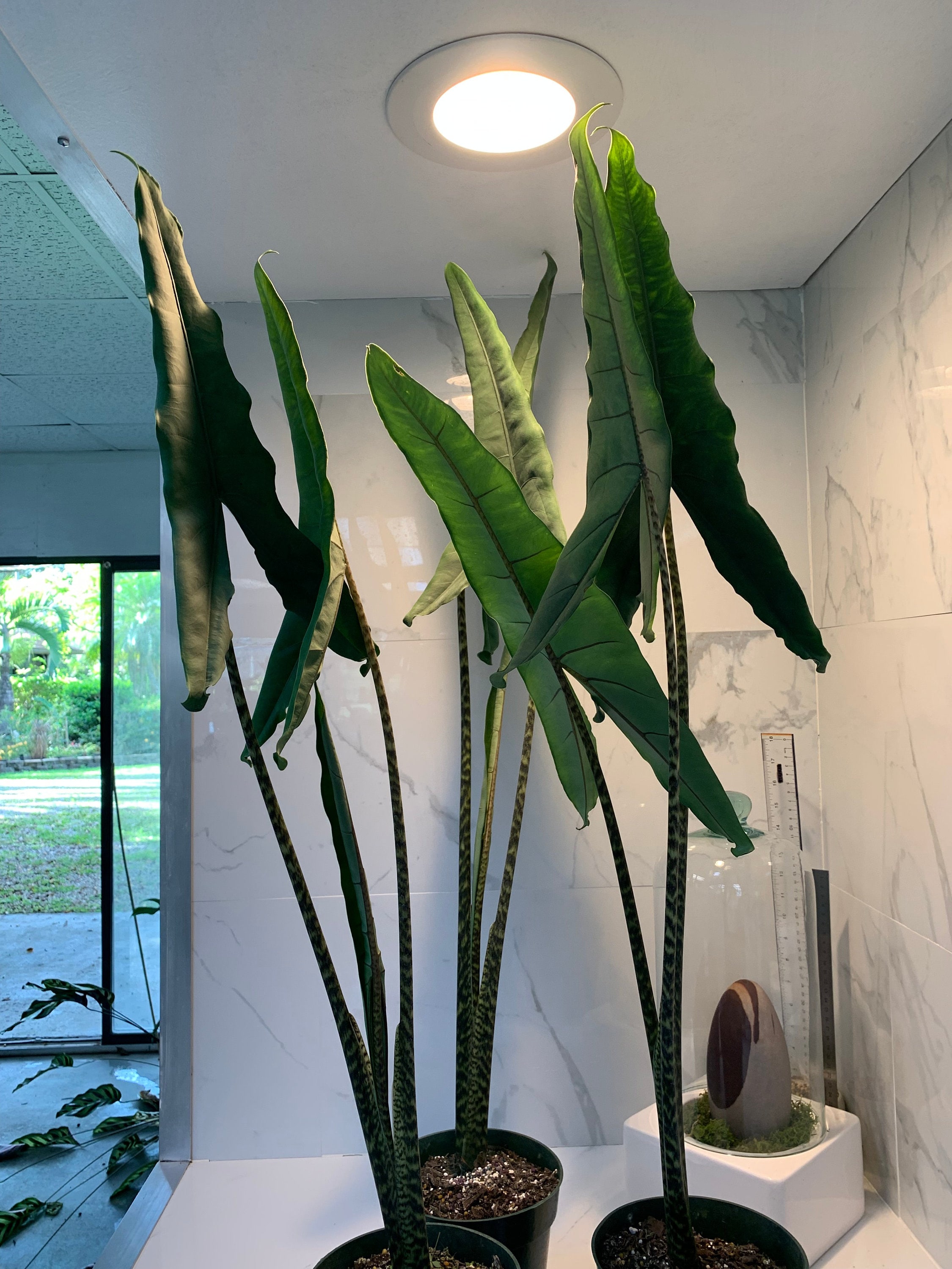 sarara　804045アカシア Alocasia Tigrina Superba — Bold Tiger-stemmed Tropical Aroid