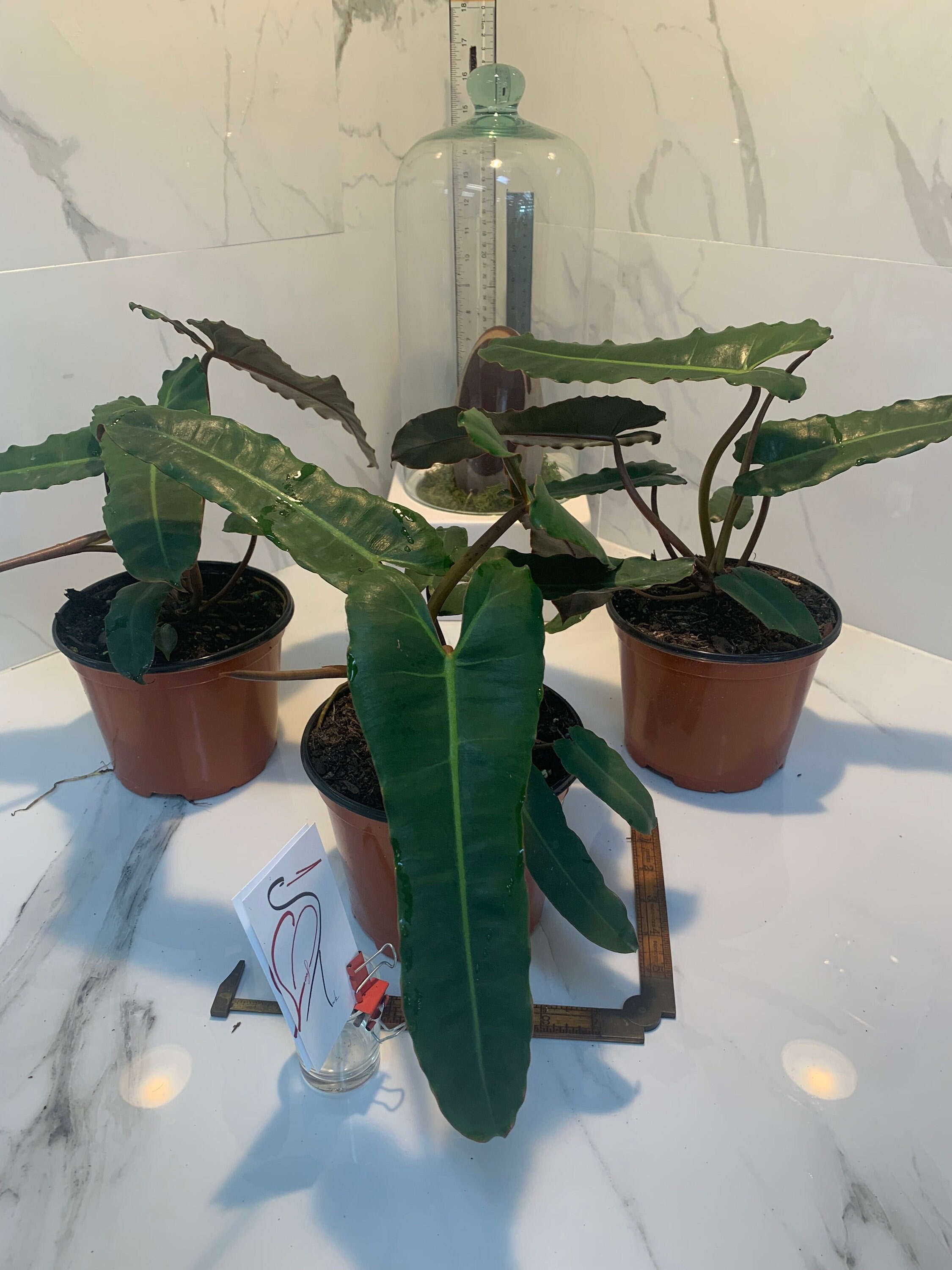 philodendron pink princess variegated Buy Philodendron Pink Princess main image 0