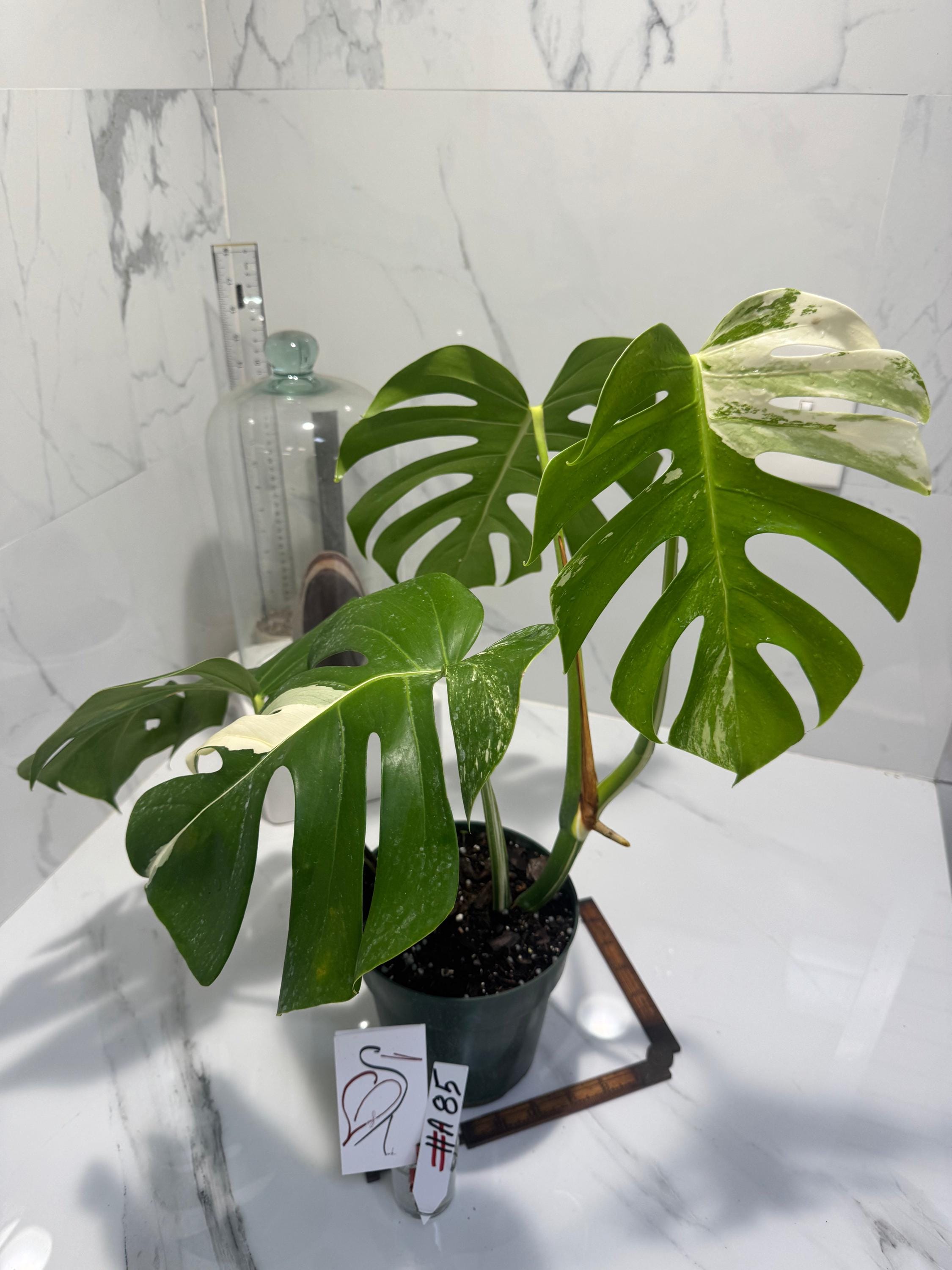 Monstera Borsigiana - Etsy