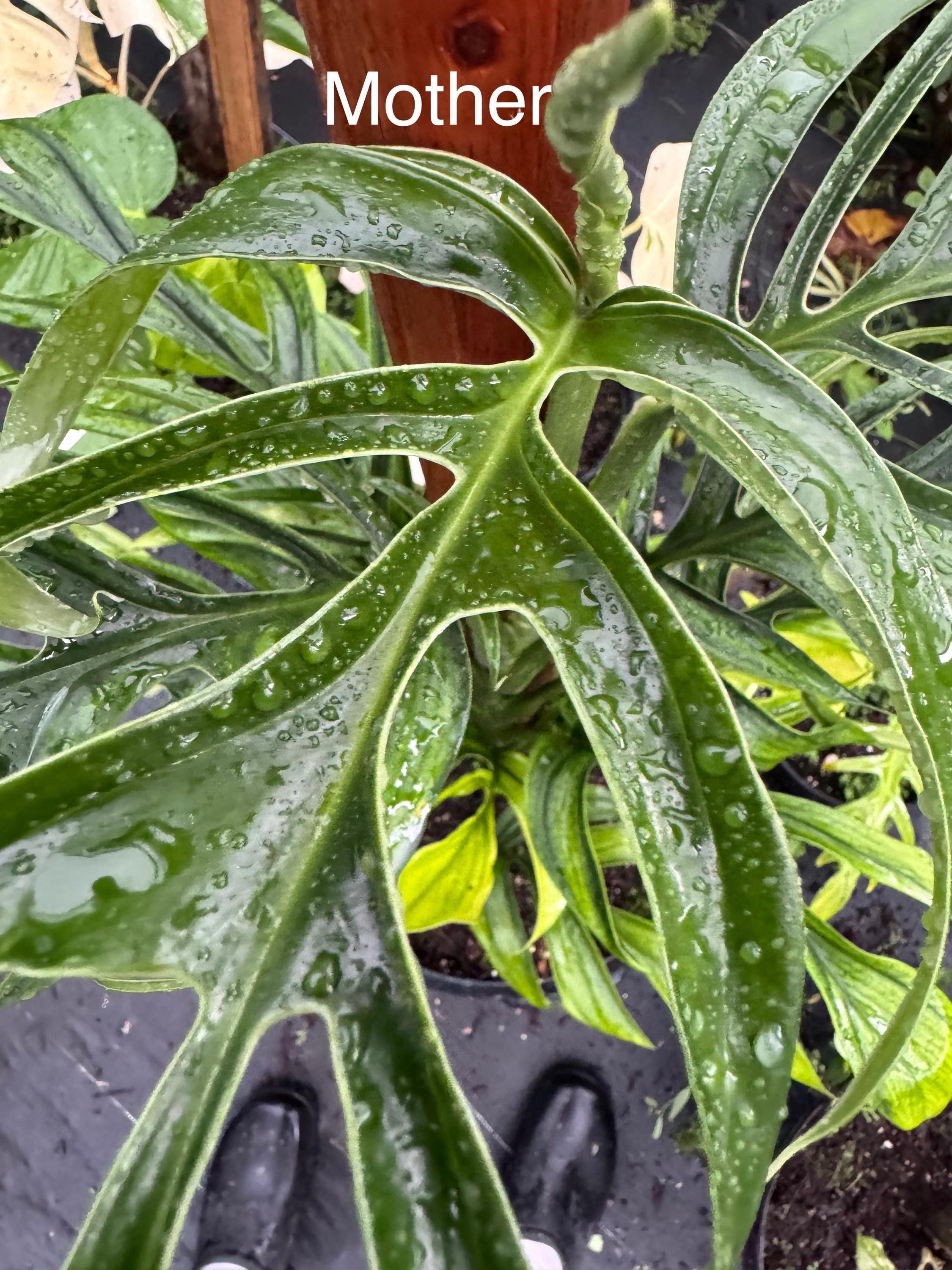 Unniiae Monstera - Etsy
