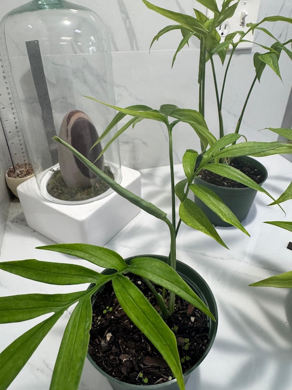 philodendron scandens micans lime Philodendron Micans Lime- Velvet Leaf Philodendron Lime – Verd Houseplants