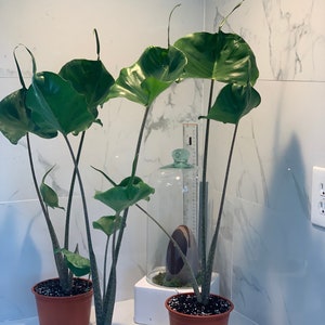 Alocasia macrorrhiza "Stingray"