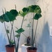see more listings in the Alocasia - Elephant Ears section