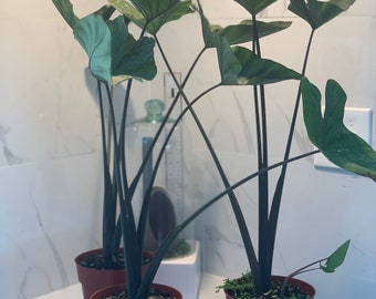May include: Three potted plants with large, dark green leaves and black stems. The plants are in brown pots. A small white card with a bird illustration is attached to one pot. The plants are on a white surface.