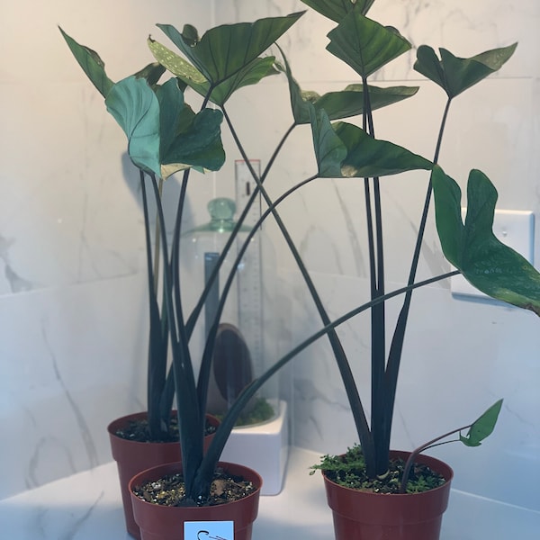 Colocasia Coffee Cup Etsy