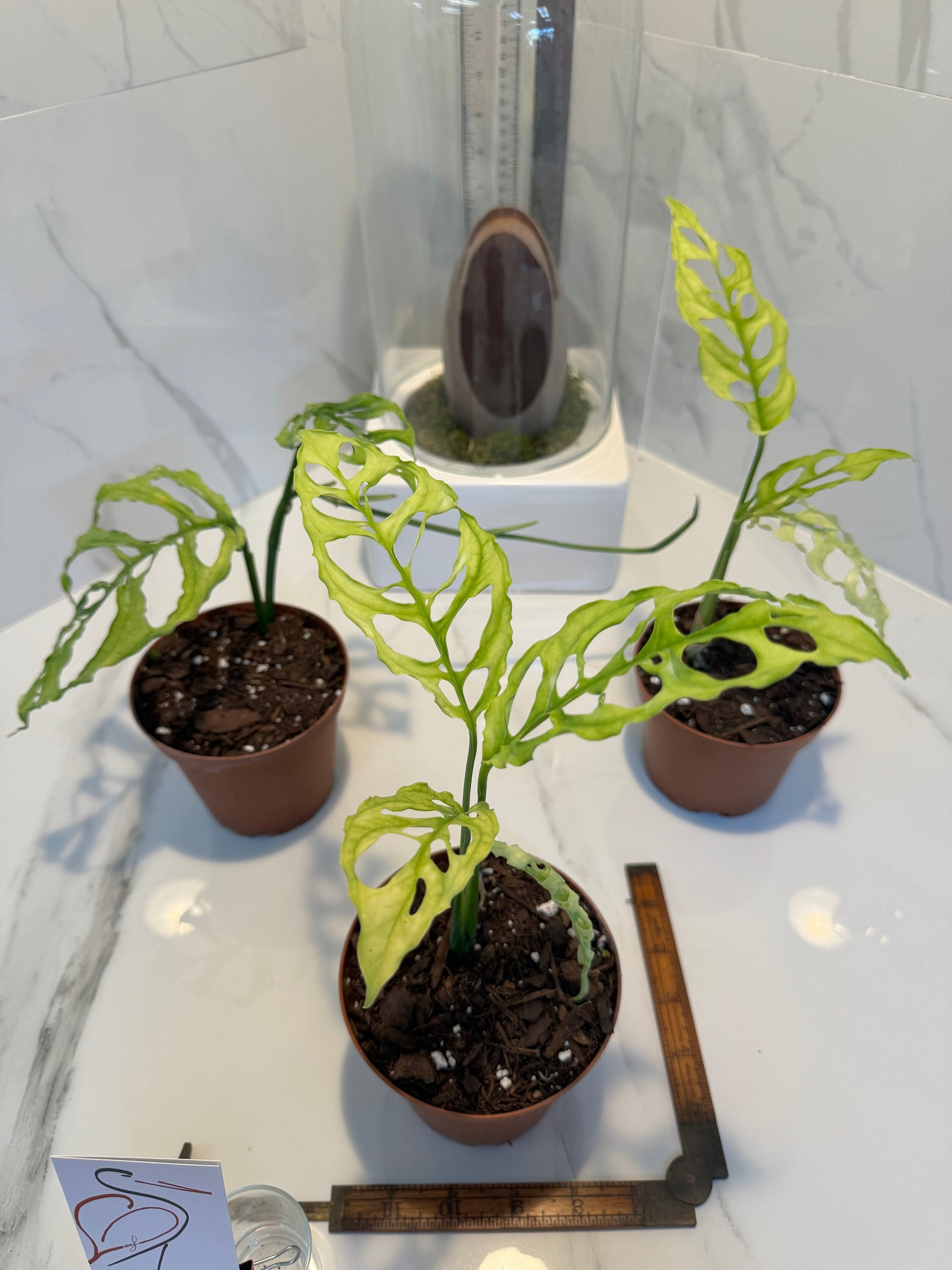 self watering planter Franklin 12 Ceramic Self Watering Pot Cobalt