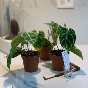 Anthurium Crystallinum